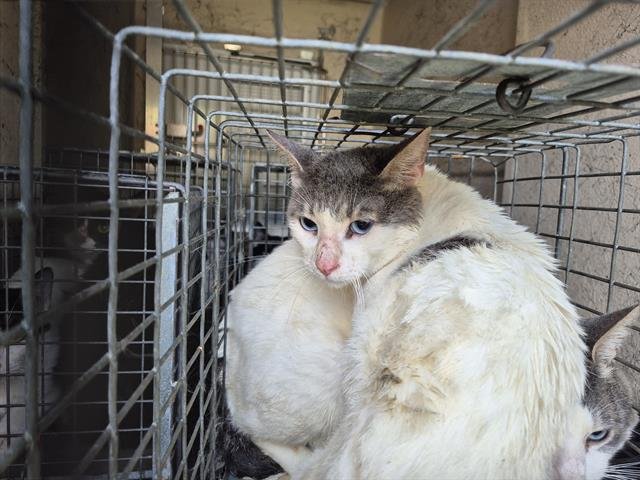 SAPPHIRE - Domestic Short Hair available for adoption