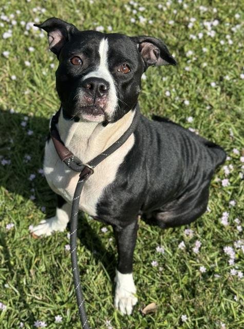 XENA - American Staffordshire Terrier available for adoption