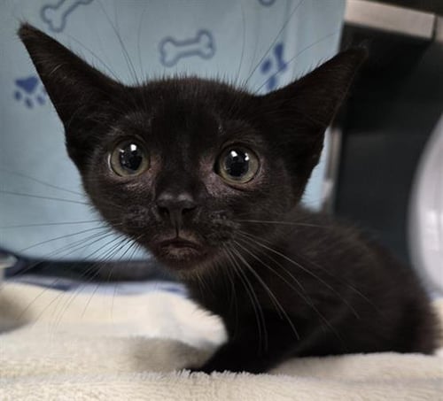 SEVERINE - Domestic Short Hair available for adoption