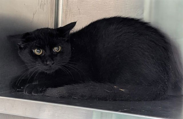 SHIBA - Domestic Short Hair available for adoption