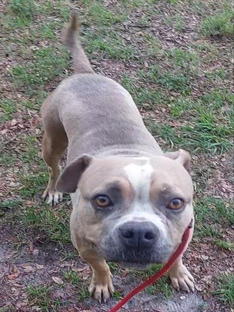 CHIFFON - American Staffordshire Terrier available for adoption