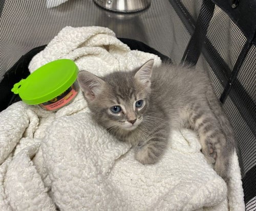 A2479216 - Domestic Short Hair available for adoption