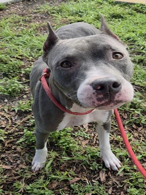 CONSTANCE - American Staffordshire Terrier available for adoption