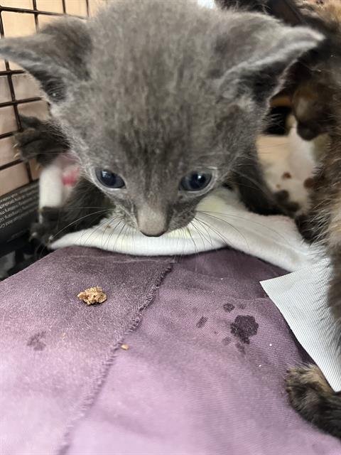 A2458405 - Domestic Short Hair available for adoption