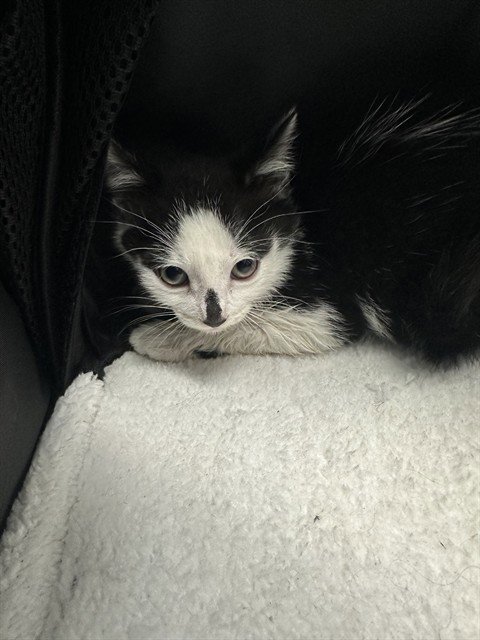 A2479397 - Domestic Short Hair available for adoption