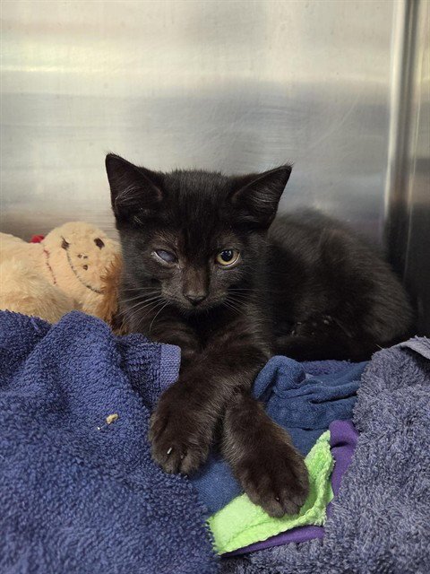*BRENDA - Domestic Short Hair available for adoption