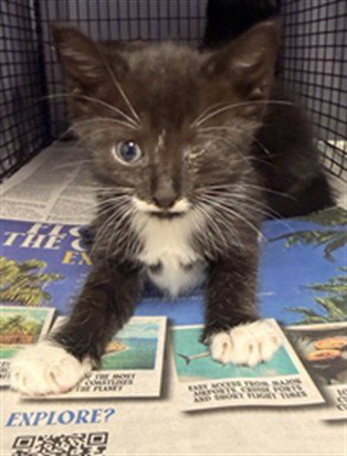 A2480200 - Domestic Short Hair available for adoption