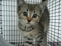 FIFI - Photo 1