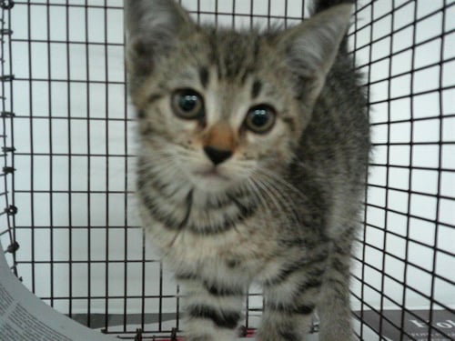 FIFI - Domestic Short Hair available for adoption