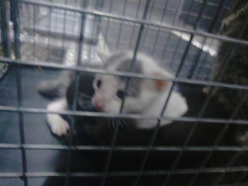 MAMBO - Domestic Short Hair available for adoption