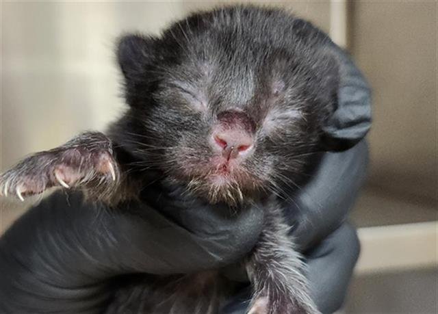 SOYBEAN - Domestic Short Hair available for adoption