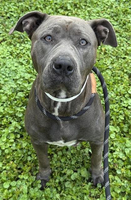 HAVANNAH - American Staffordshire Terrier available for adoption