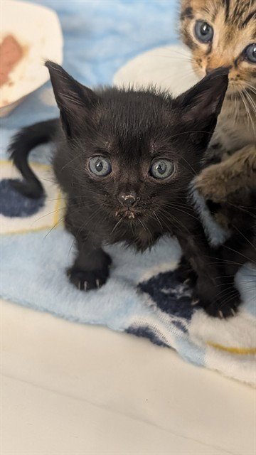 A2480473 - Domestic Short Hair available for adoption
