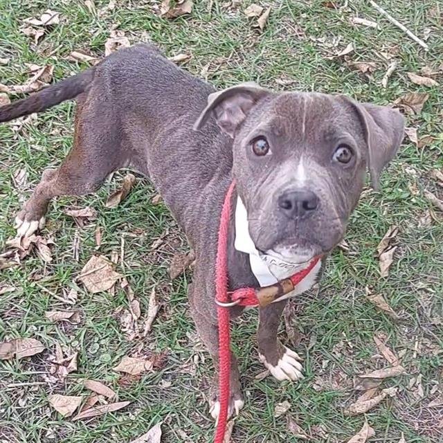 JAMEELA - American Staffordshire Terrier available for adoption