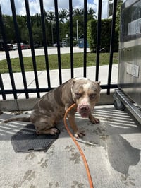 NELLIE - Photo 1