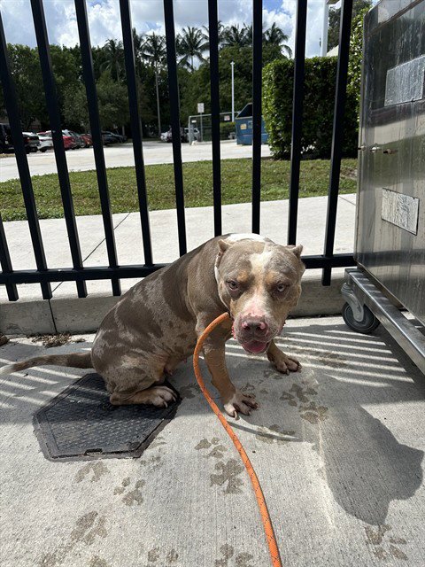 NELLIE - American Pit Bull Terrier available for adoption