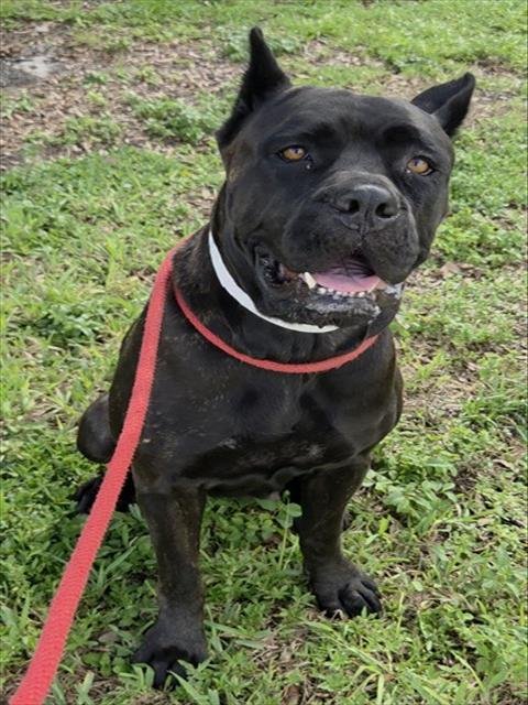 MORA - Cane Corso Mastiff available for adoption