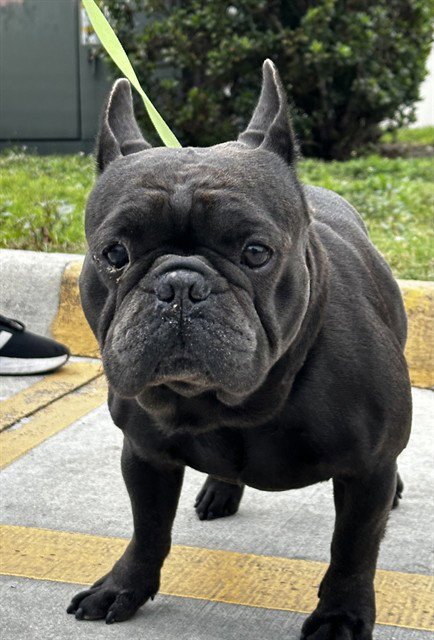 ZERO - French Bulldog available for adoption