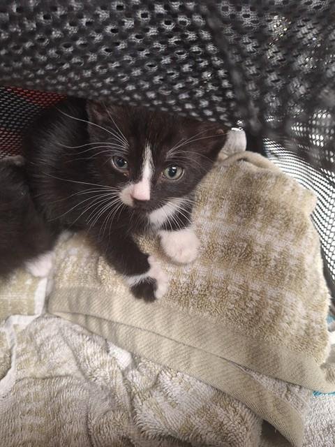 A2480361 - Domestic Short Hair available for adoption