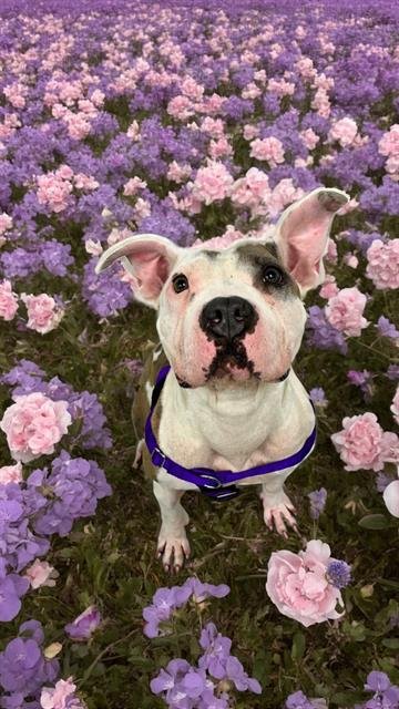 MISS PIGGY - American Staffordshire Terrier available for adoption