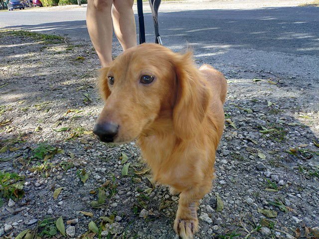 BADGER - Dachshund available for adoption
