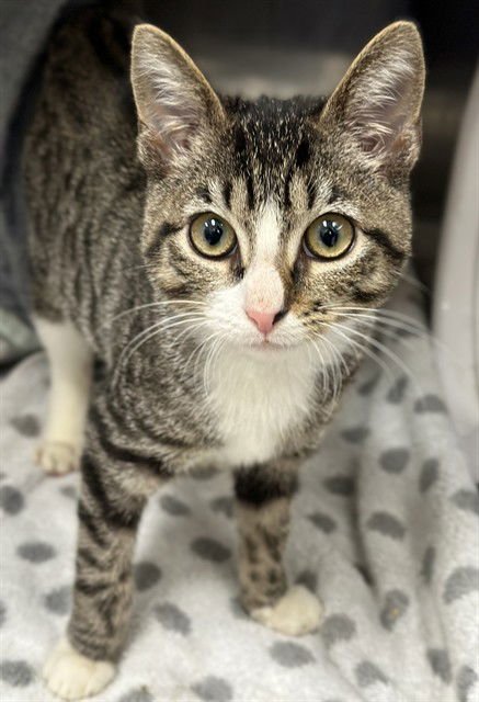 LUPIN - Domestic Short Hair available for adoption