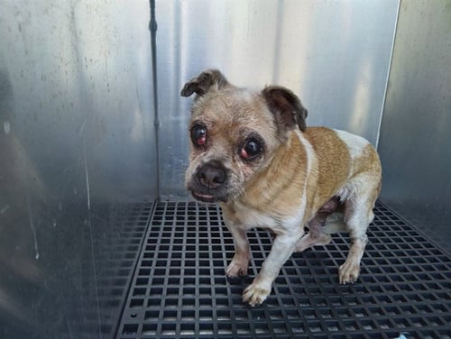 A2478742 - Chihuahua available for adoption