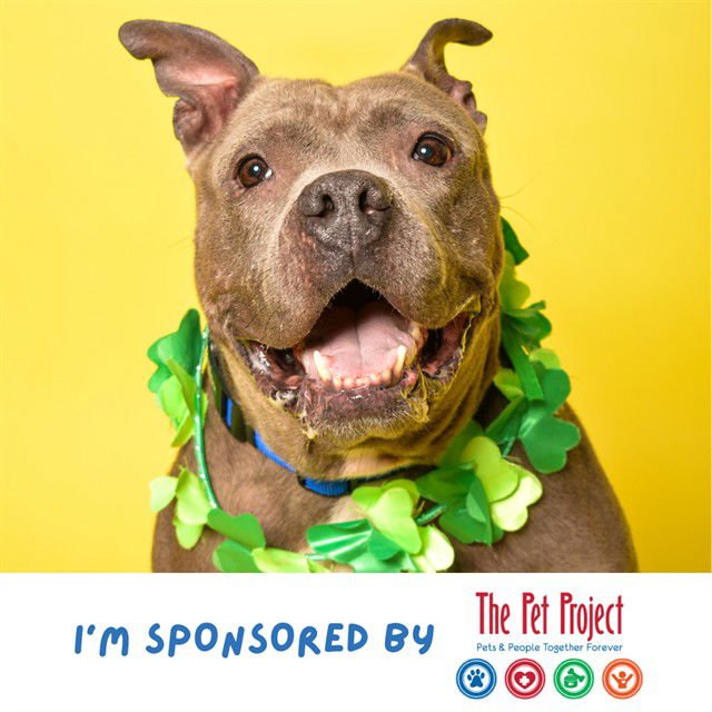 MABEL - American Staffordshire Terrier available for adoption