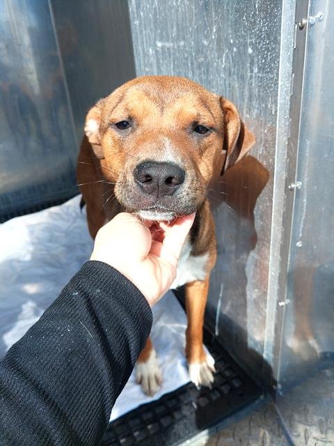 SHARKEY - Labrador Retriever available for adoption