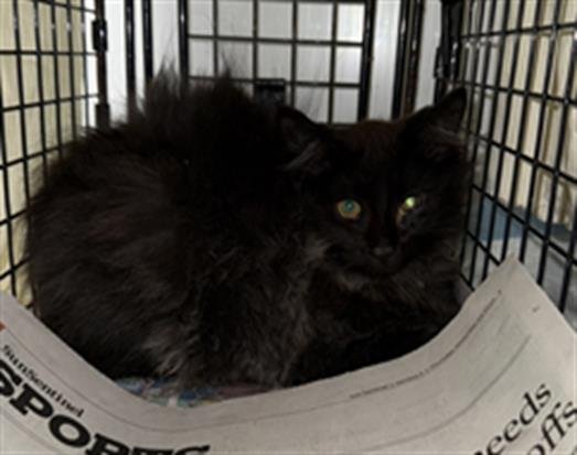 ANUBIS - Domestic Medium Hair available for adoption