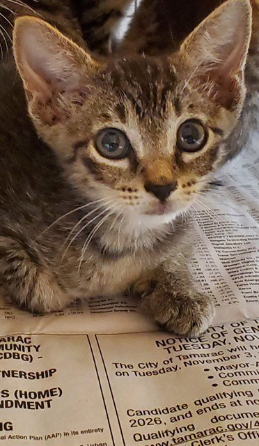FIREWORK - Domestic Short Hair available for adoption
