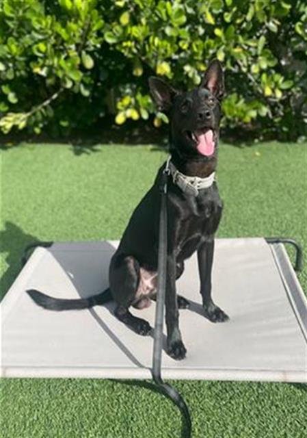 KASHAN - Belgian Shepherd Malinois available for adoption