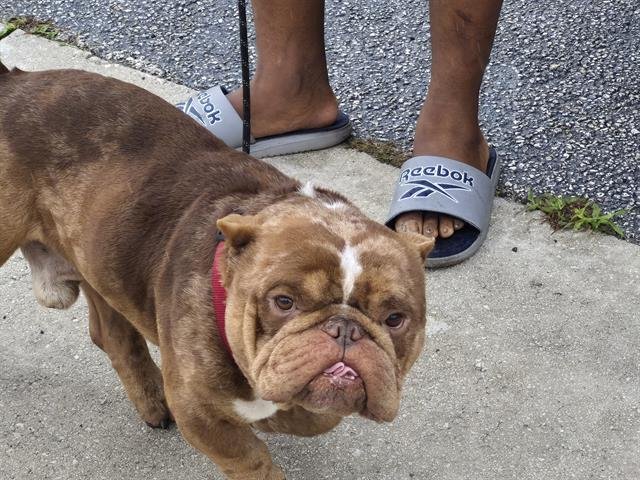 TATER TOT - English Bulldog available for adoption