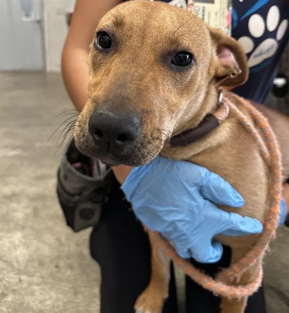 NILES - American Staffordshire Terrier available for adoption