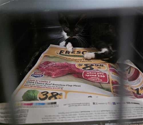 A2477360 - Domestic Short Hair available for adoption
