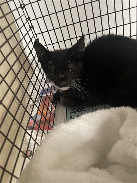 MISO - Domestic Short Hair available for adoption
