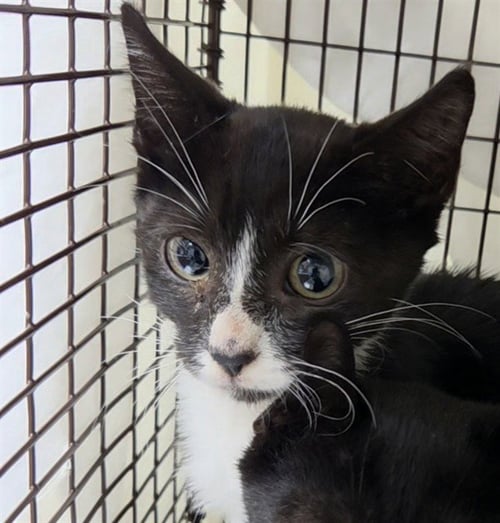 ARES - Domestic Short Hair available for adoption