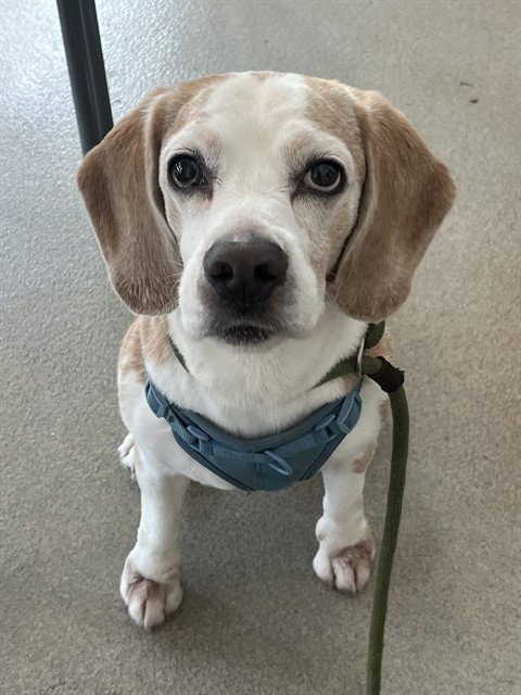 BAGEL - Beagle available for adoption