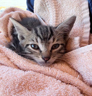 BUSTER - Domestic Short Hair available for adoption