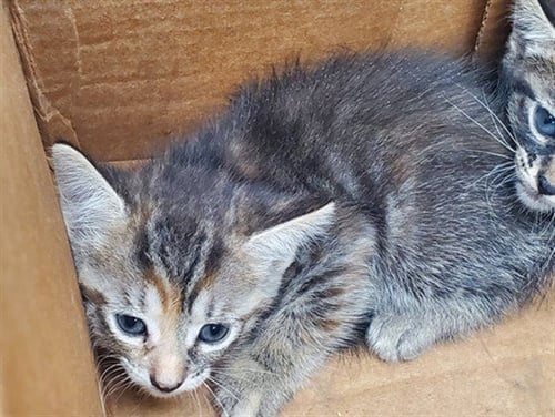 A2478139 - Domestic Short Hair available for adoption