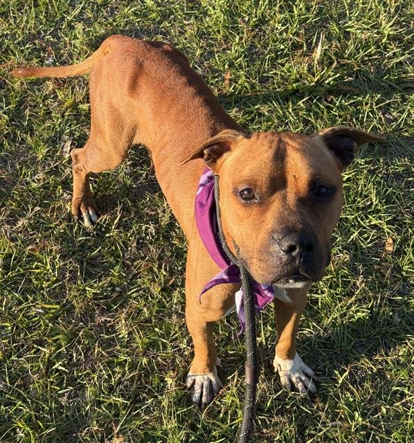 CHESTER - American Bulldog available for adoption