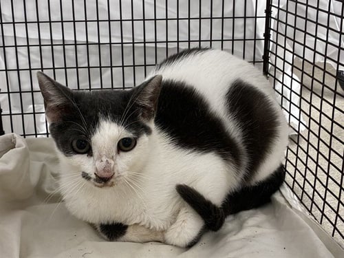 KOALA - Domestic Short Hair available for adoption