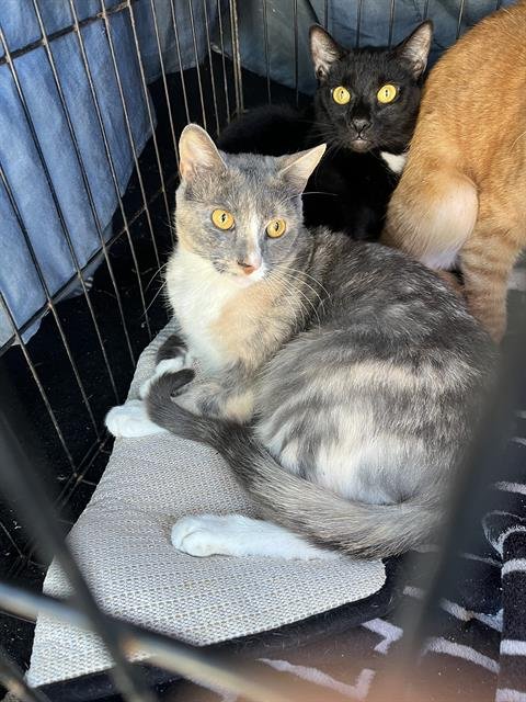 SMOKEY - Domestic Short Hair available for adoption