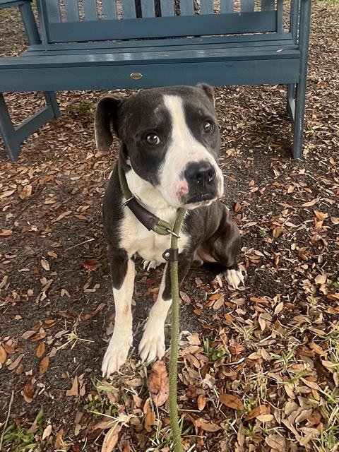 BLAZE - Labrador Retriever available for adoption