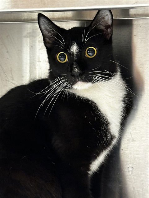 WESLEY - Domestic Short Hair available for adoption