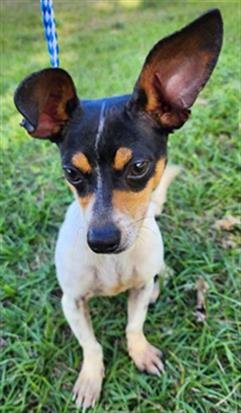 TOBY - Parson Russell Terrier available for adoption
