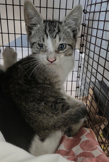 A2477921 - Domestic Short Hair available for adoption