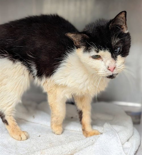 BEYONCE - Domestic Short Hair available for adoption