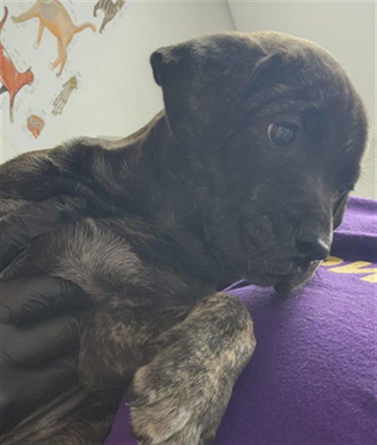 A2473006 - Plott Hound available for adoption