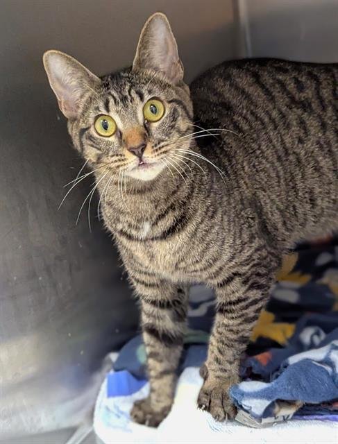 JOLTEON - Domestic Short Hair available for adoption